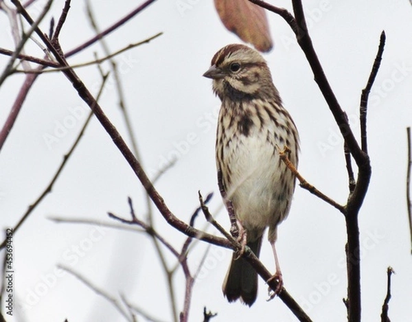 Obraz Song Sparrow