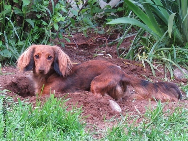 Obraz Longhair Dachshund Digging