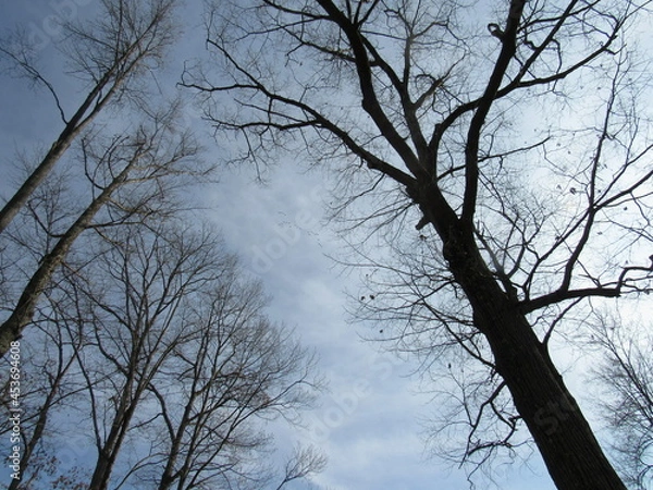Obraz Tall Trees Grey Sky