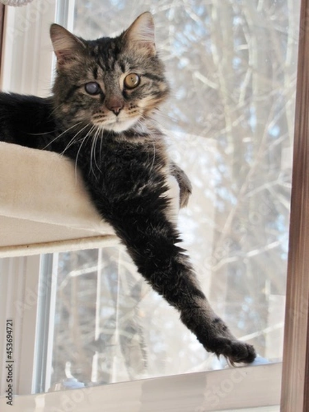 Obraz One Eyed Cat in Cat Tree Brown Tabby Longhair