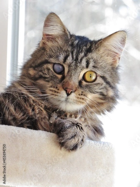Obraz close Up Portrait One Eyed Cat Brown Tabby Longhair