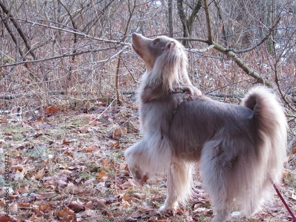 Obraz Fluffy Grey dog Looking Up Pretty Lighting In the Woods