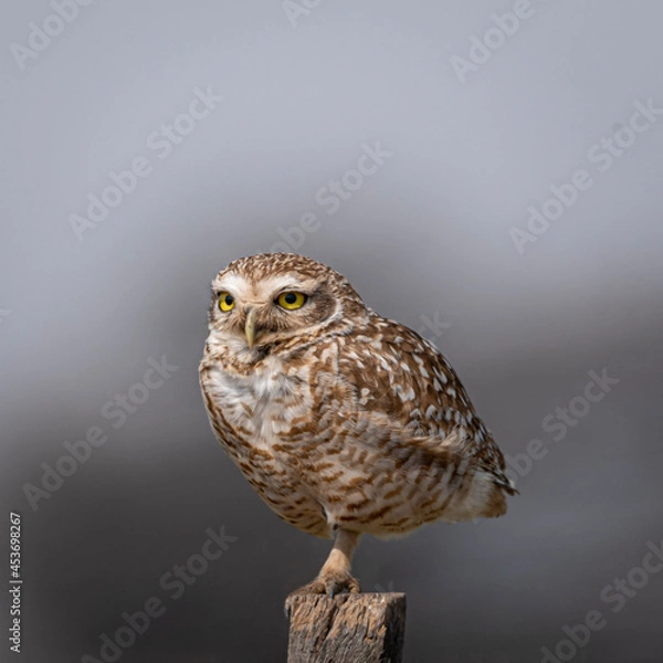 Fototapeta Lechuza