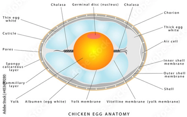 Fototapeta Chicken egg anatomy. The internal structure of a bird egg. Bird anatomy. Bird, chicken egg anatomy. Egg embryo anatomy. Detailed birds and chicken reproduction. Simple annotated. White background