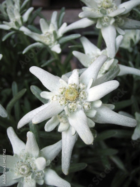 Obraz Edelweiss