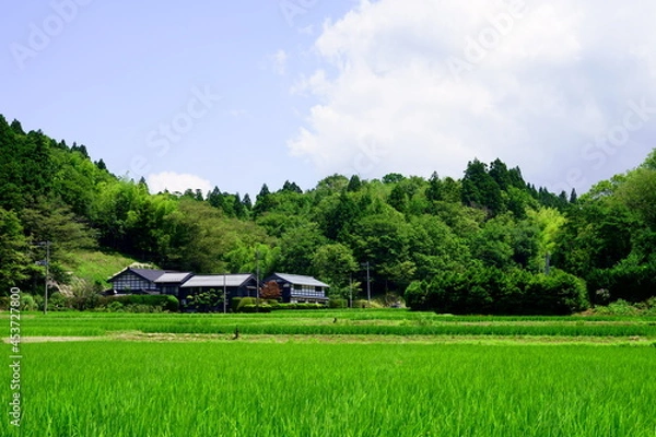Obraz 青々とした水田の広がる田舎の村