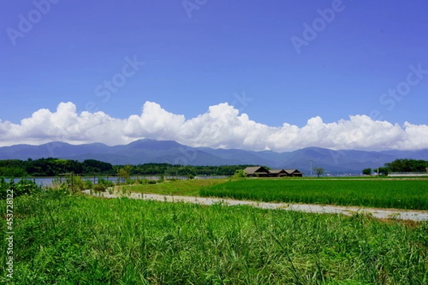 Obraz 夏の水田と山々