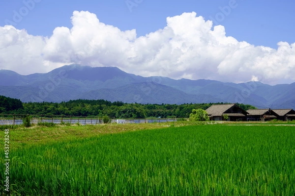 Obraz 夏の水田と山々