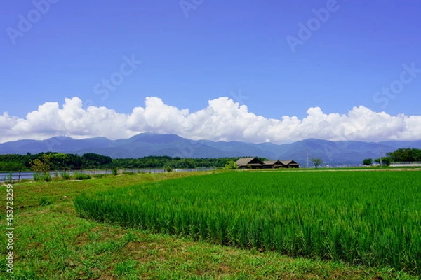 Obraz 夏の水田と山々