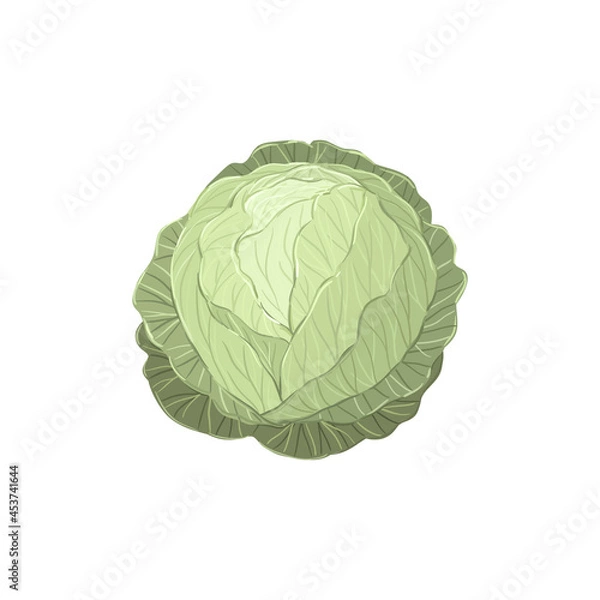 Fototapeta Green cabbage hand drawn vector illustration
