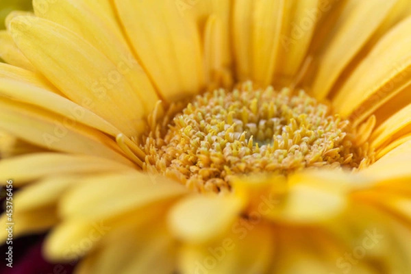 Obraz Yellow gerbera flower close up.