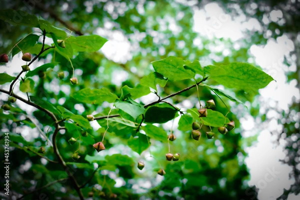 Obraz ヒロツリバナ