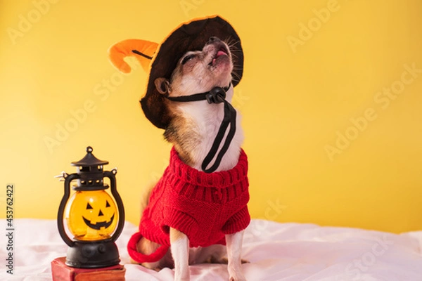 Obraz Little dog in clothes and glasses posing for Halloween. Smooth purebred chihuahua in clothes on a yellow background