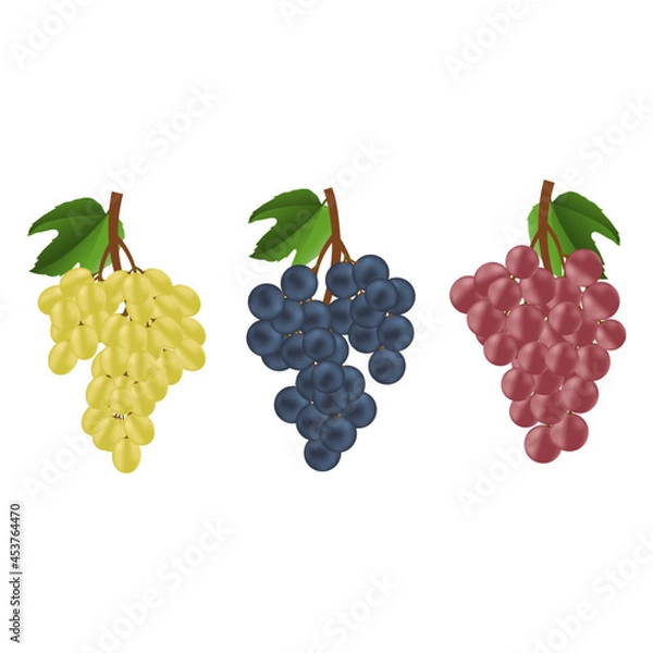 Obraz Collection of grape icon on white background, vector illustration