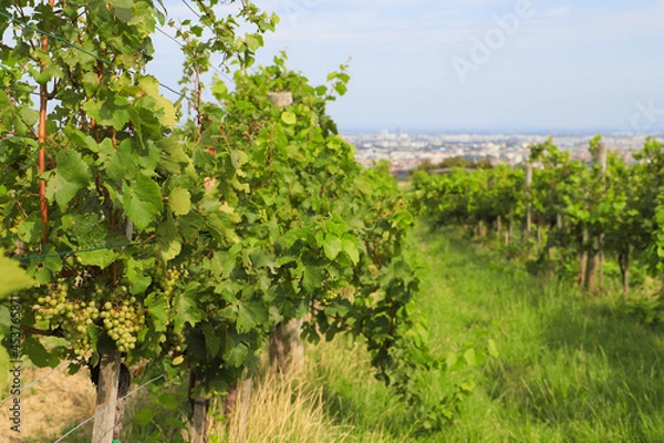 Fototapeta A winery on the Nussberg with a view of Vienna - Austria