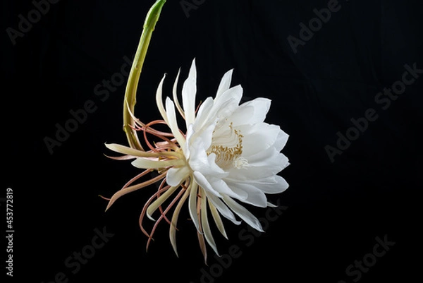 Fototapeta Epiphyllum