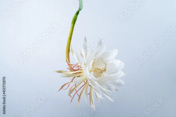 Fototapeta Epiphyllum