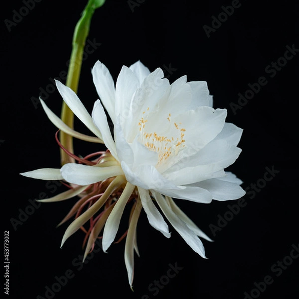 Fototapeta Epiphyllum 