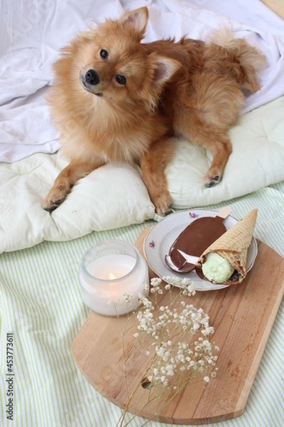 Fototapeta cat and dog