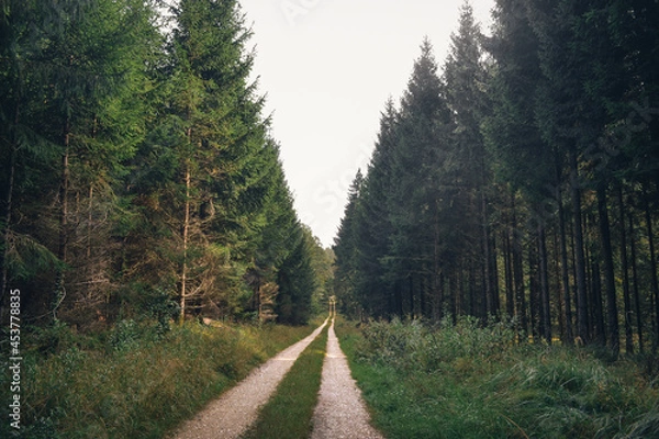 Obraz Path through sunlit forest