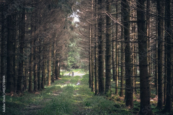 Obraz Path through sunlit forest