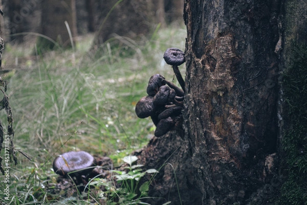 Obraz Mushrooms in the forest