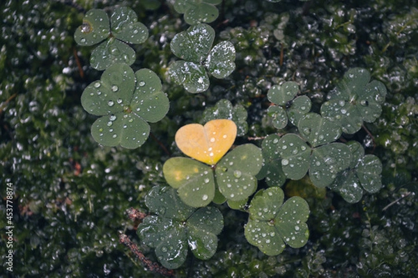 Obraz Heart shape clover with raindrops close-up