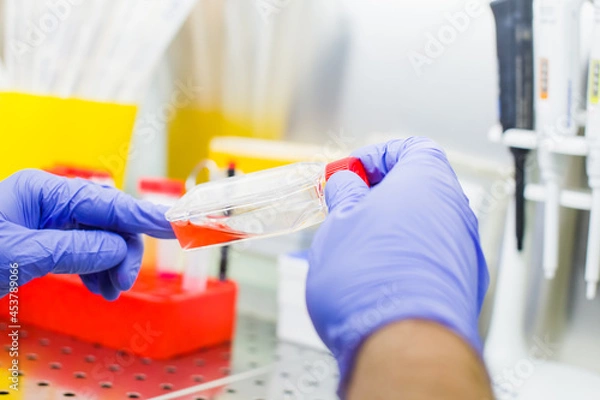 Obraz Laboratory work with tissue cultures