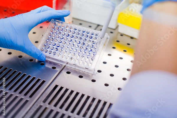 Obraz Laboratory work with tissue cultures