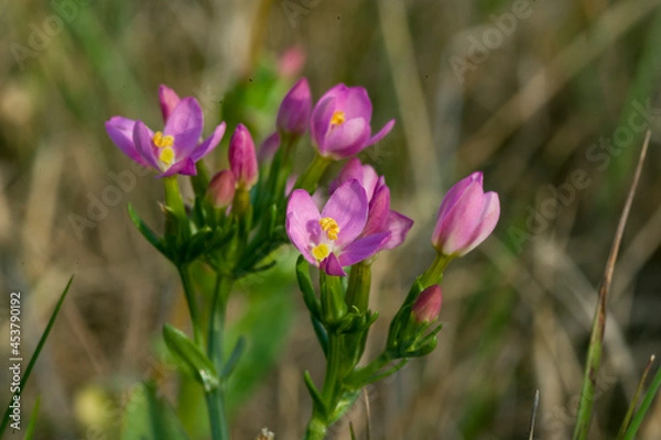 Fototapeta Bittere Veldkers - Common Centaury in Bloom