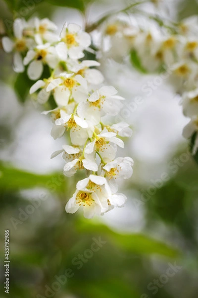 Fototapeta Blooming bird cherry
