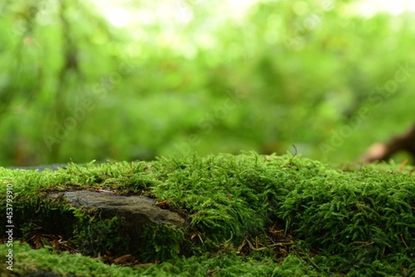 Fototapeta Moss on stones, green forest background, green moss, natural background, bokeh empty space, space for text.