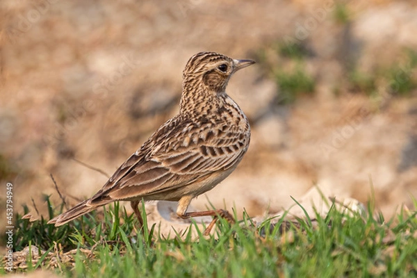 Fototapeta Oriental skylark showing its attitude