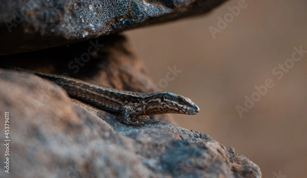 Obraz Calentando la sangre