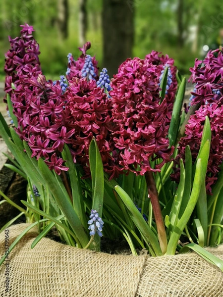 Obraz Canvas planters with burgundy hyacinths and muscari on a bench hollowed out in a recumbent tree trunk in a park on Elagin Island in St. Petersburg.