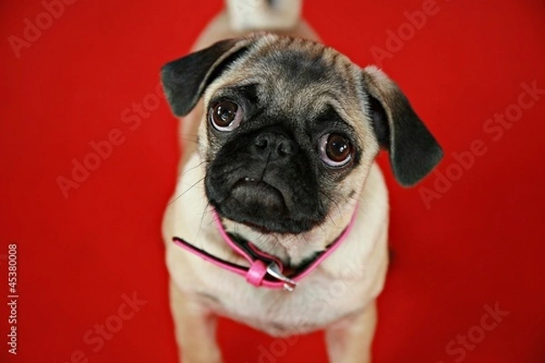 Obraz Mops, Welpe, Hundebaby