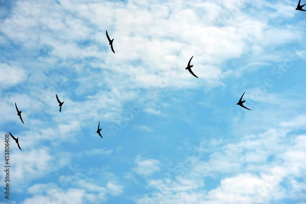 Fototapeta Swallows in the blu sky