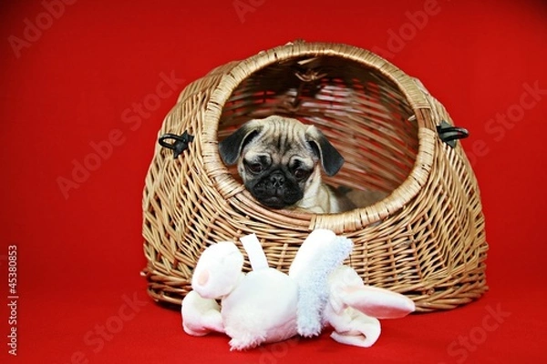 Obraz Mops, Welpe, Hundebaby