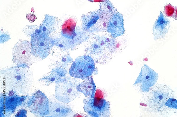 Obraz Buccal mucosa cell under the light microscope view.