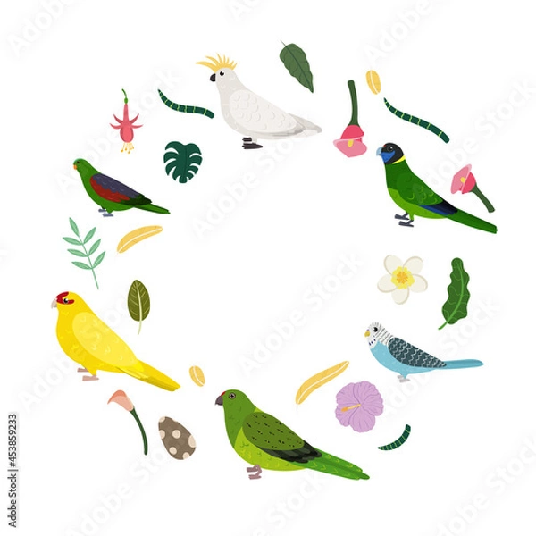 Obraz Design template with parrots in circle for kid print. Round composition of tropical birds cockatoo, kakariki and budgies. Vector set of jungle life in cartoon style.