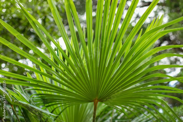 Fototapeta palm tree leaves, John Aromas Saw Palmetto Extract Liquid, palm tree leaf