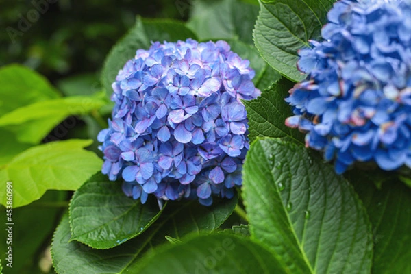 Fototapeta blue hydrangea flower, blue and purple, blue hydrangea flower in garden