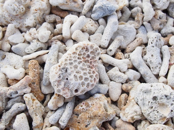 Fototapeta 珊瑚のある海岸