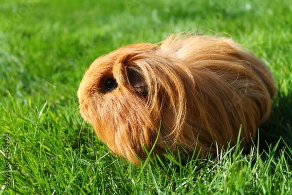 Obraz Meerschweinchen im Gras