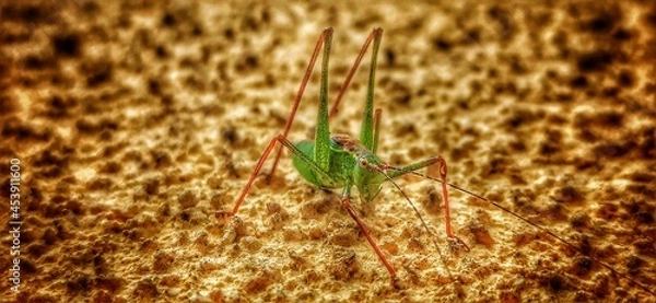 Obraz grasshopper