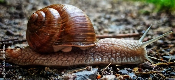 Obraz snail on a leaf