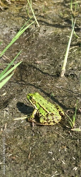 Obraz frog