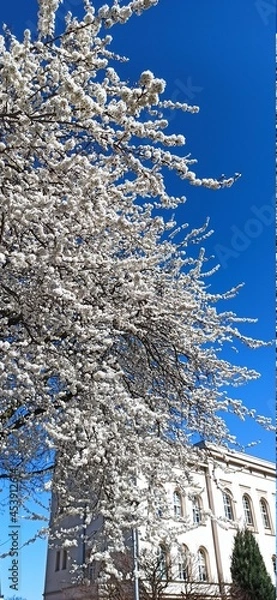 Obraz snow covered trees