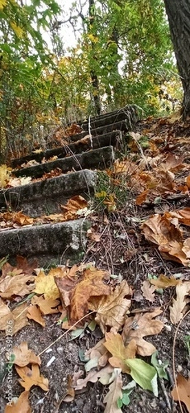 Obraz autumn in the forest