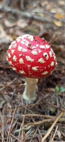 Obraz mushroom